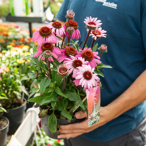 Simegarden Echinacea purpurea 17 cm / Rosa