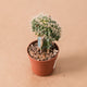 Simegarden Echinocactus crestato
