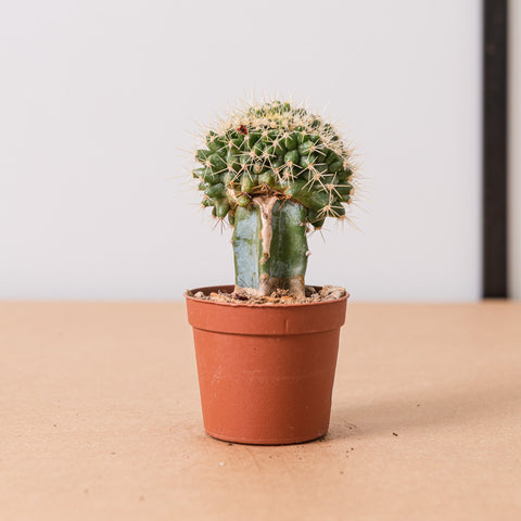 Simegarden Echinocactus crestato