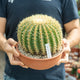 Simegarden Echinocactus grusonii brevispinus 22 cm