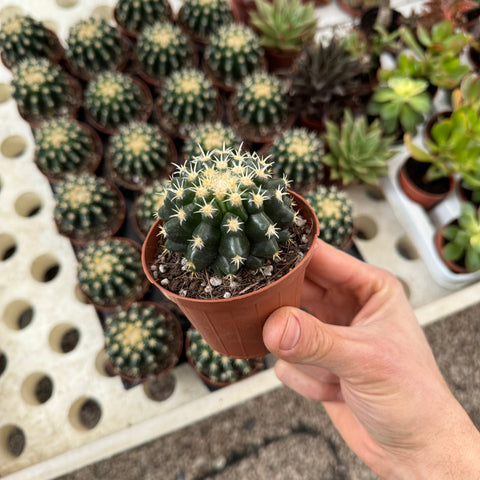 Simegarden Echinocactus grusonii brevispinus 8 cm