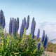 Simegarden Echium fastuosum