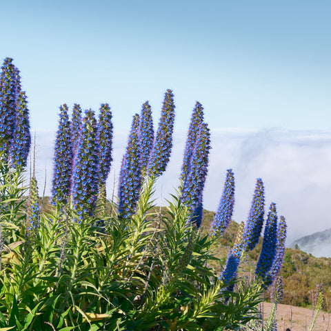 Simegarden Echium fastuosum