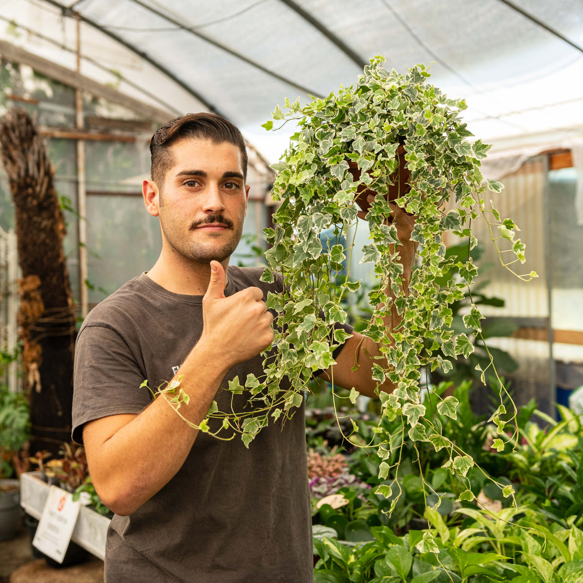 Edera variegata – Simegarden