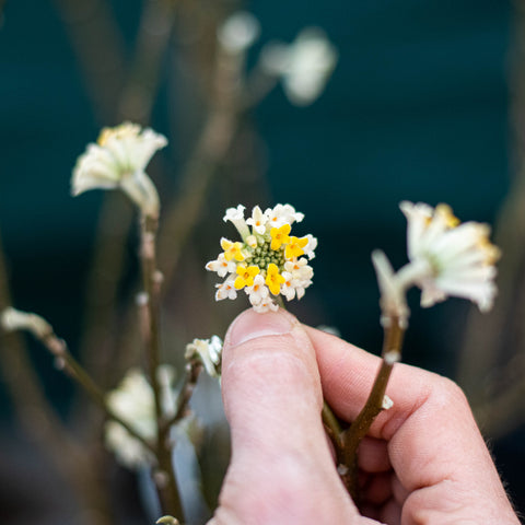 Simegarden Edgeworthia crysantha