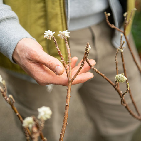 Simegarden Edgeworthia crysantha