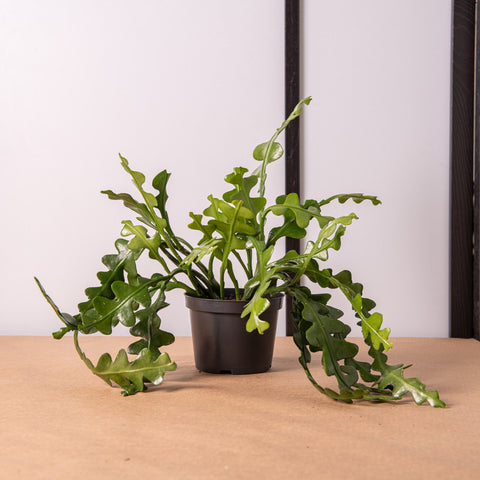 Simegarden Epiphyllum anguliger