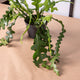 Simegarden Epiphyllum anguliger