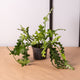 Simegarden Epiphyllum anguliger