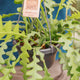 Simegarden Epiphyllum anguliger