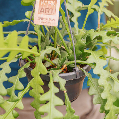 Simegarden Epiphyllum anguliger