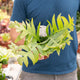 Simegarden Epiphyllum chrysocardium