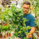 Simegarden Epipremnum aureum 20 cm