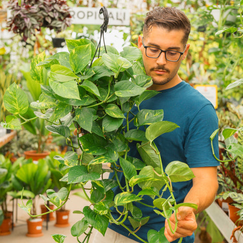 Simegarden Epipremnum aureum 20 cm