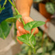 Simegarden Epipremnum aureum
