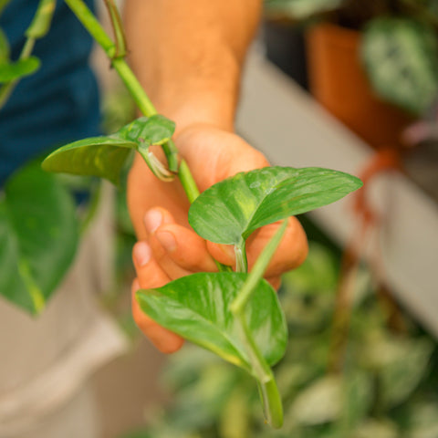 Simegarden Epipremnum aureum