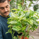 Simegarden Epipremnum marble queen 20 cm