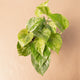 Simegarden Epipremnum marble queen