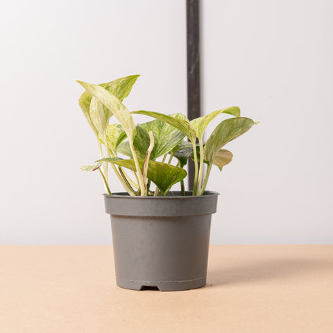 Simegarden Epipremnum marble queen