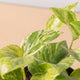 Simegarden Epipremnum marble queen