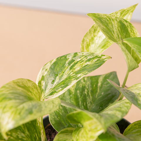 Simegarden Epipremnum marble queen