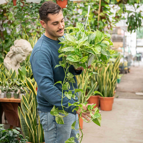 Simegarden Epipremnum marble queen