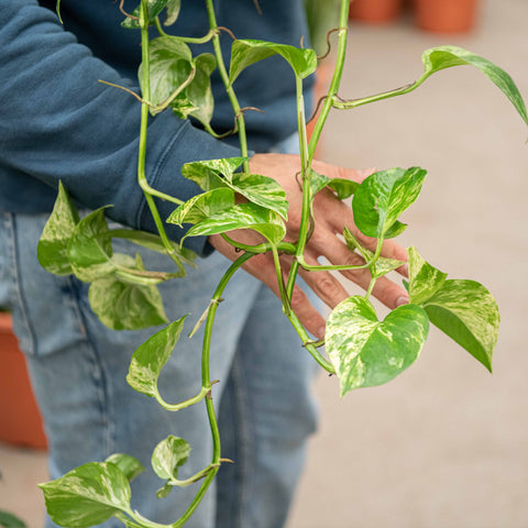 Simegarden Epipremnum marble queen