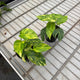 Simegarden Epipremnum pinnatum Cintho Goldfinger 17 cm