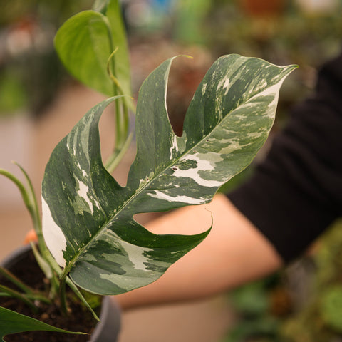 Simegarden Epipremnum pinnatum variegata 13 cm