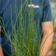Simegarden Equiseto pianta 17 cm