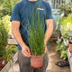 Simegarden Equiseto pianta 17 cm