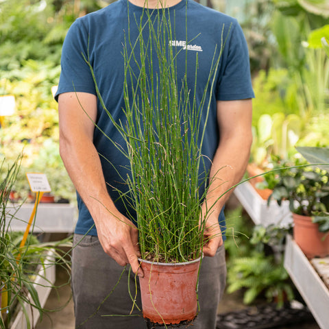 Simegarden Equiseto pianta 17 cm