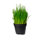Simegarden Erba cipollina