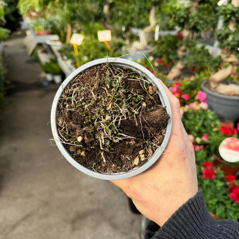 Simegarden Erba cipollina In riposo vegetativo