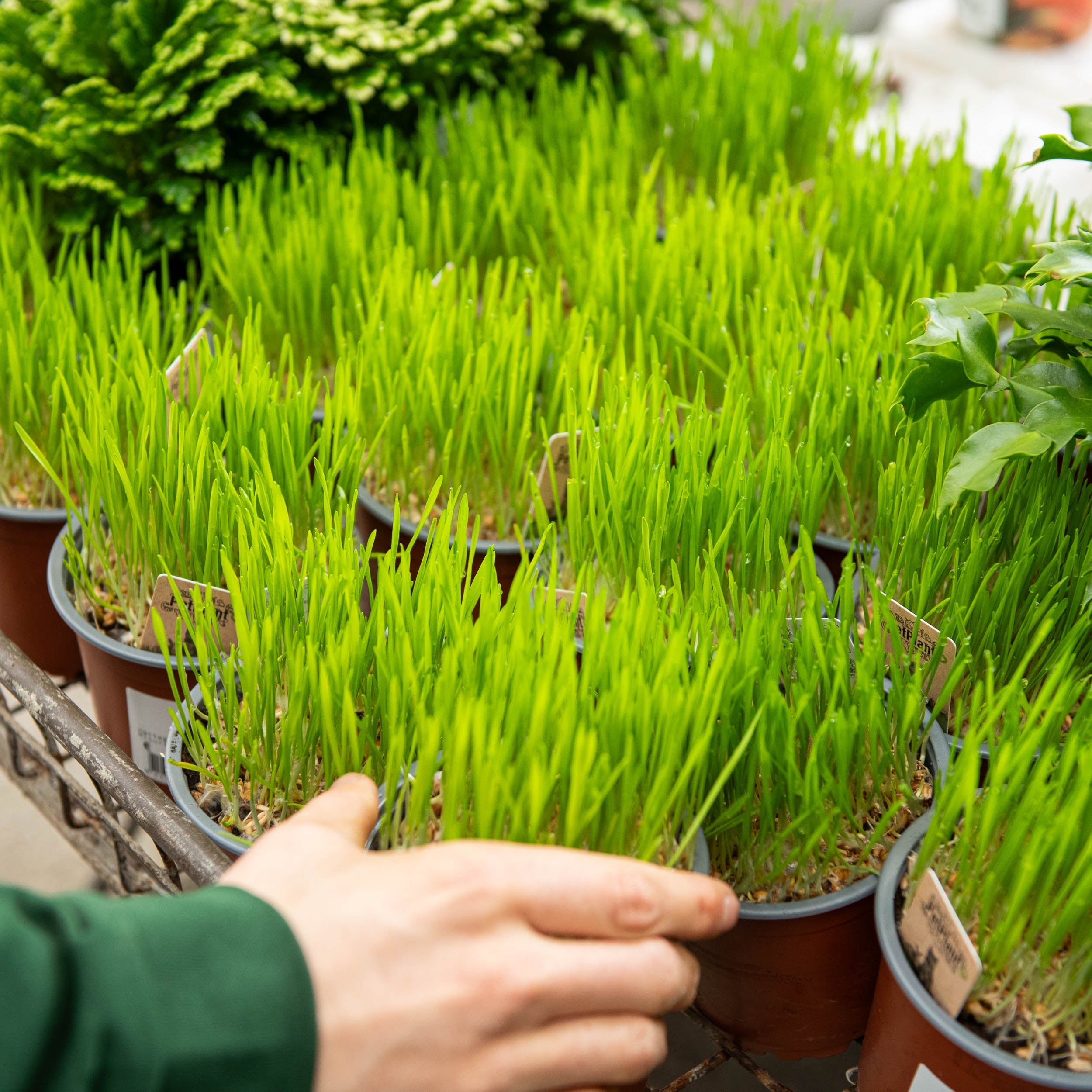 Dreamies Erba Gatta Cremosa 11x4x10g | Snack Per Gatti | Con Taurina | Senza Zuccheri Aggiunti - Foto 8