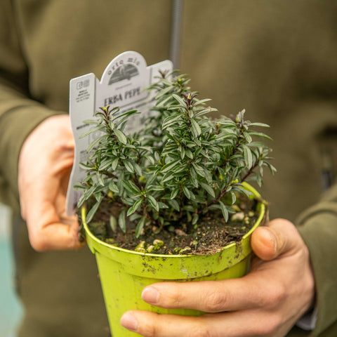 Simegarden Erba pepe Santoreggia 14 cm