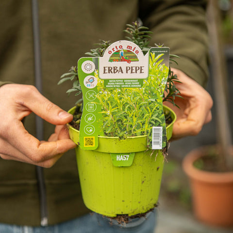Simegarden Erba pepe Santoreggia 14 cm