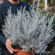 Simegarden Eremophila nivea 24 cm