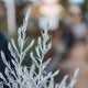 Simegarden Eremophila nivea 24 cm