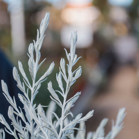 Simegarden Eremophila nivea 24 cm