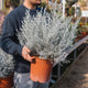 Simegarden Eremophila nivea 24 cm