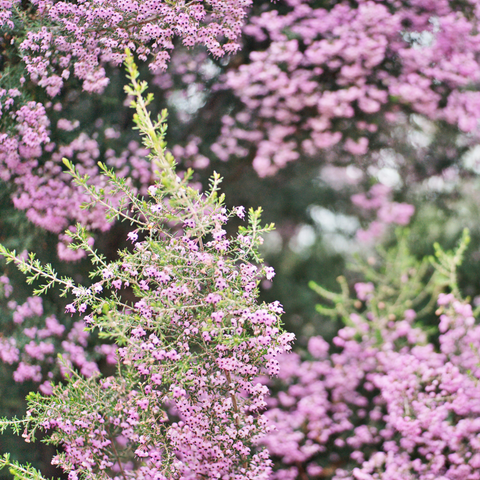 Simegarden Erica canaliculata 24 cm