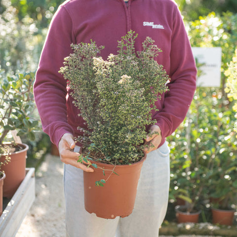 Simegarden Erica canaliculata 24 cm