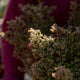 Simegarden Erica canaliculata 24 cm
