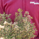 Simegarden Erica canaliculata 24 cm