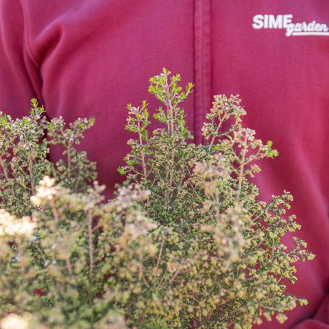 Simegarden Erica canaliculata 24 cm