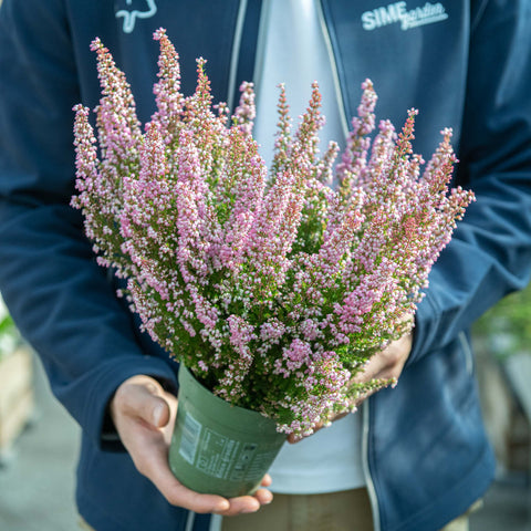 Simegarden Erica gracilis 12 cm