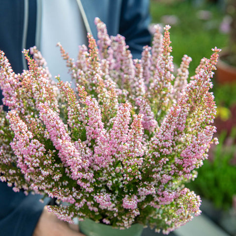 Simegarden Erica gracilis 12 cm