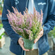 Simegarden Erica gracilis 12 cm