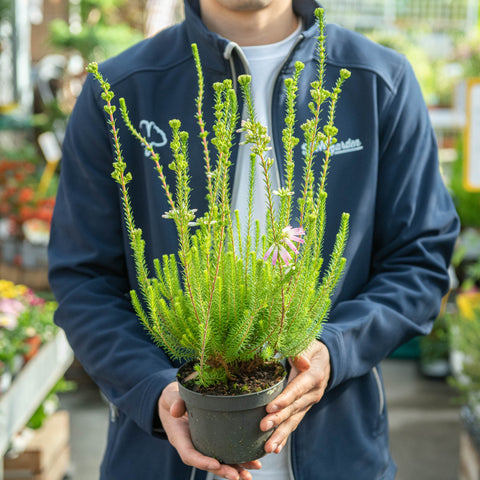 Simegarden Erica verticillata 12 cm
